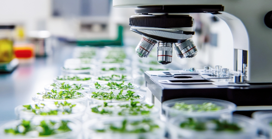 A microscope positioned above rows of Petri dishes containing green plants. Scientific research in botany